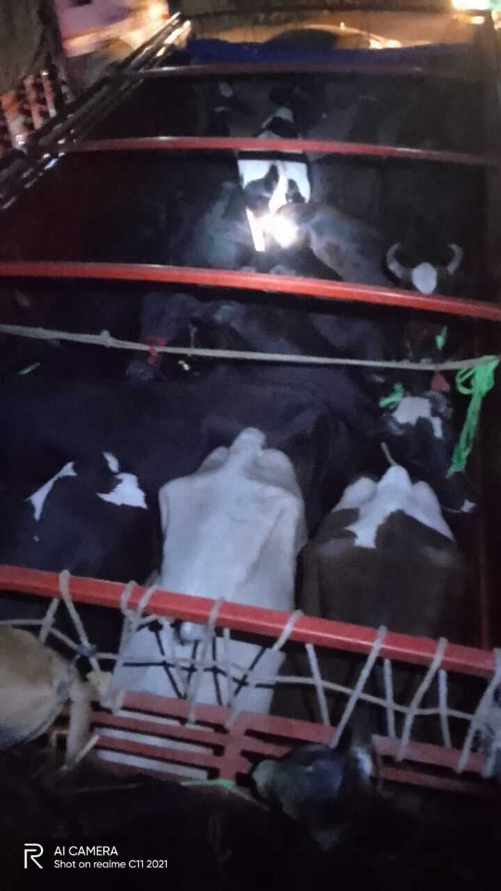 पशु लदा ट्रक जब्त, प्राथमिकी दर्ज