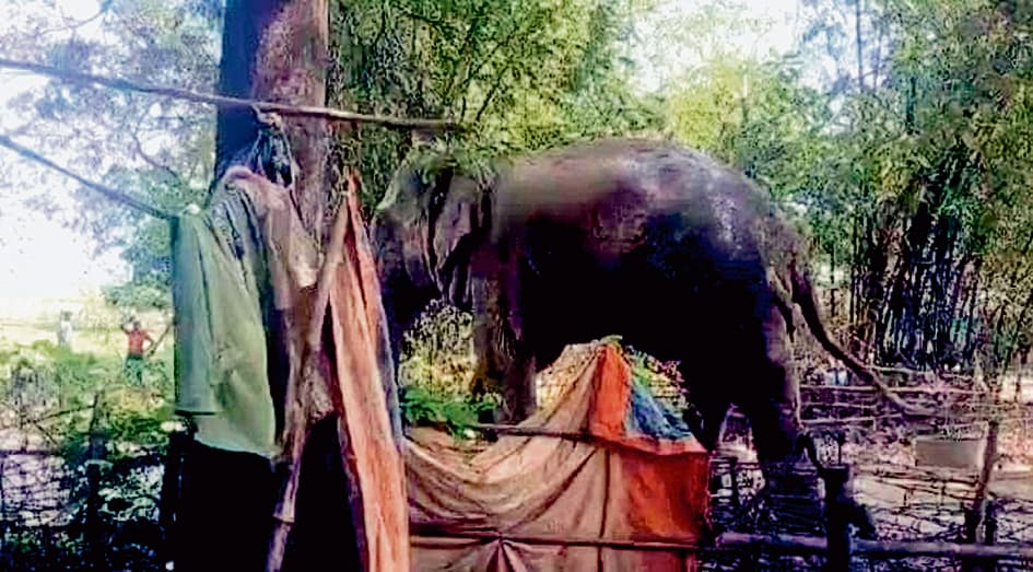 गांव में हाथी को देख घर छोड़ कर भाग खड़े हुए ग्रामीण