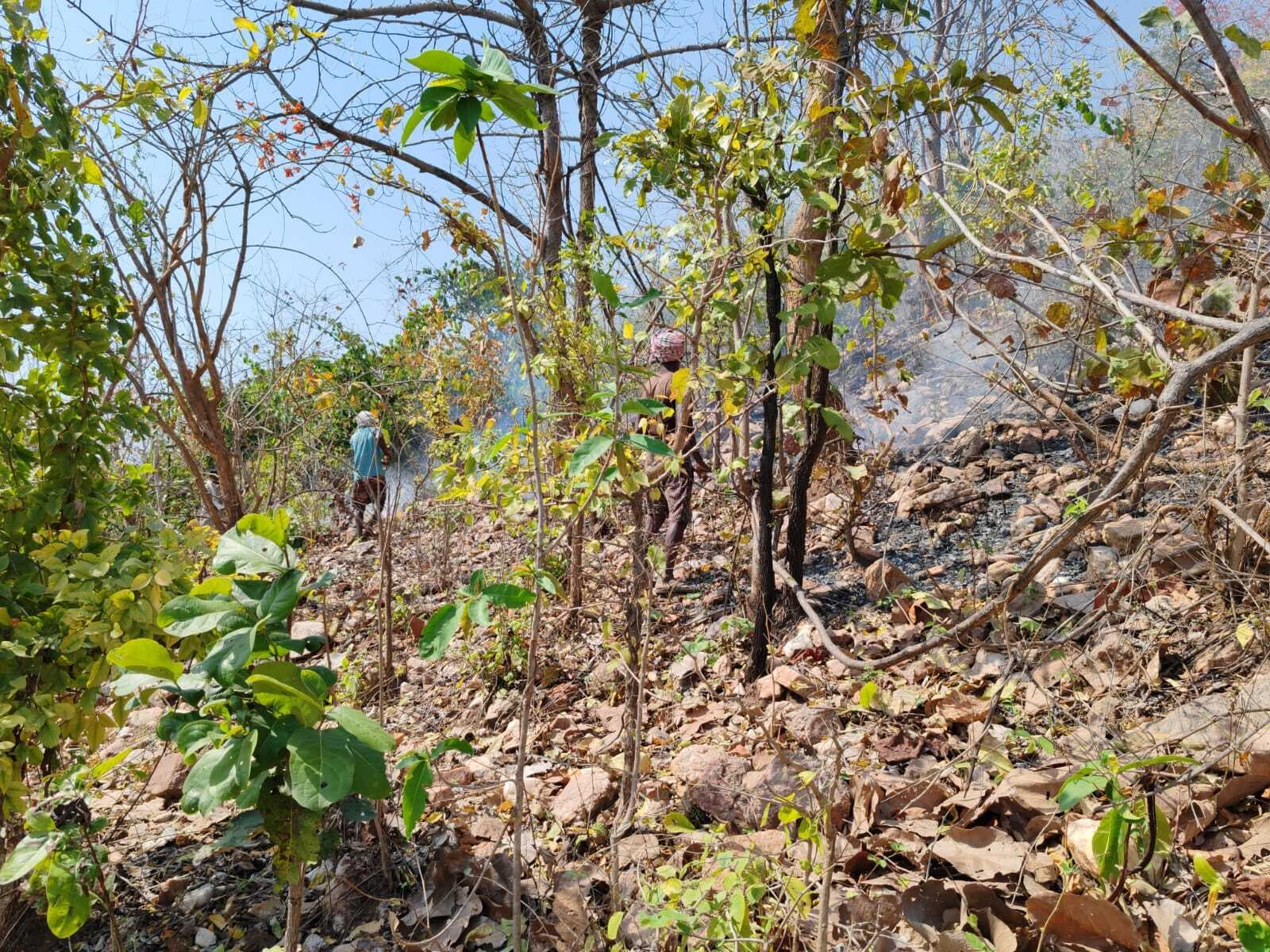 घोरंजी पहाड़ में लगी आग, सैकड़ों पौधे जले