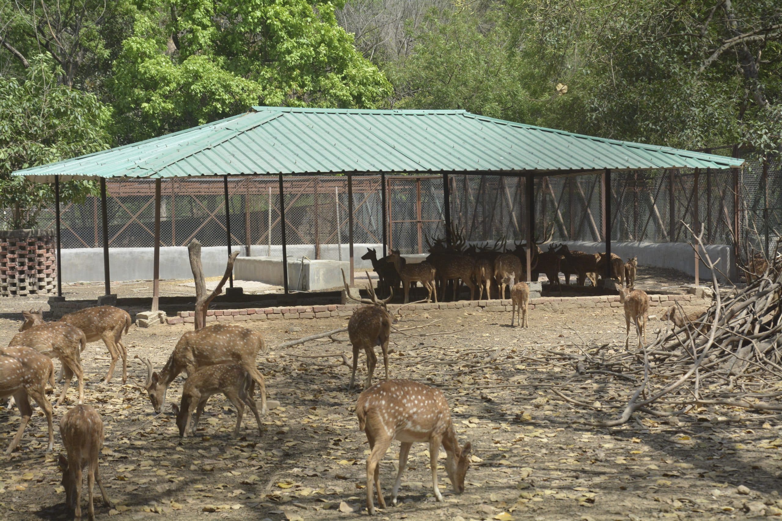 शेर के बाड़े में कूलर, शेड में रहेंगे हिरण