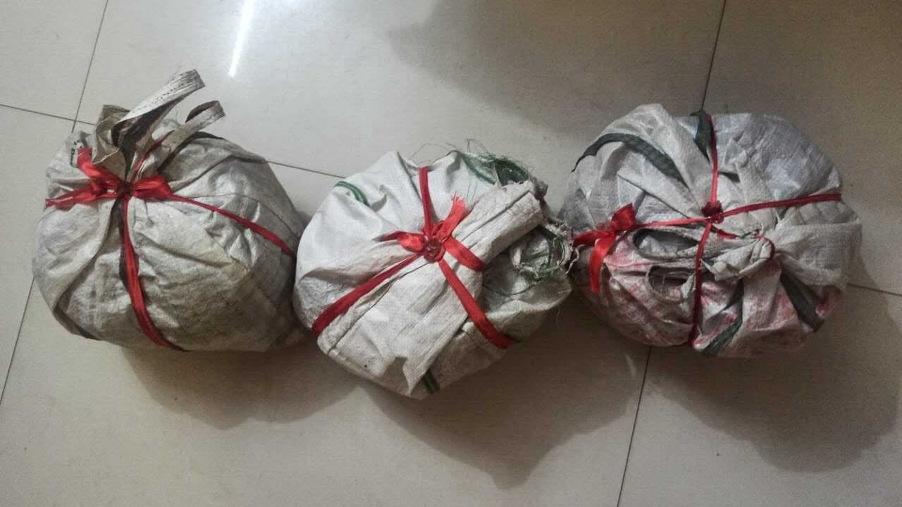 3.7 किलो गांजा के साथ पिता-पुत्री गिरफ्तार