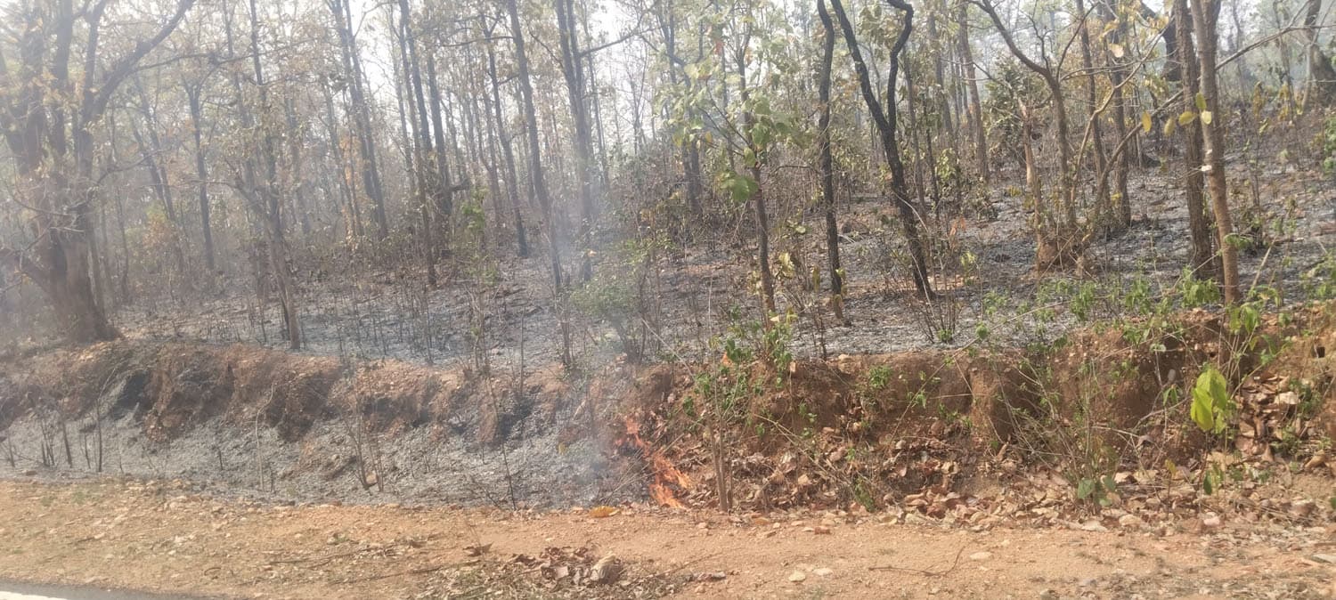 धू धू कर जल रहा लोबगा जंगल, झुलस रहे पेड़-पौधे