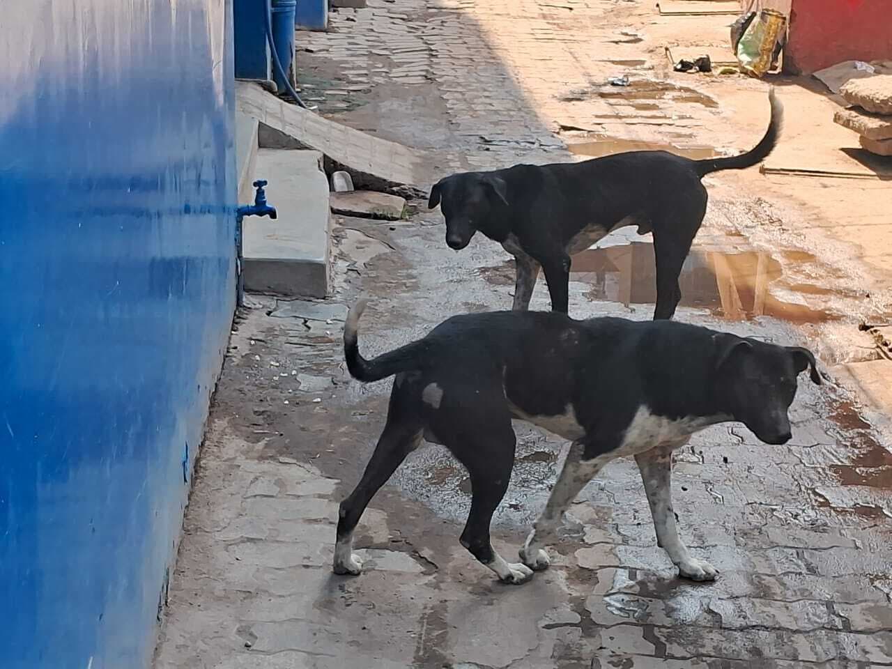 गया शहर के काेइरीबारी मुहल्ले में 10 दिनों से आठ बच्चों को कुत्तों ने काटा