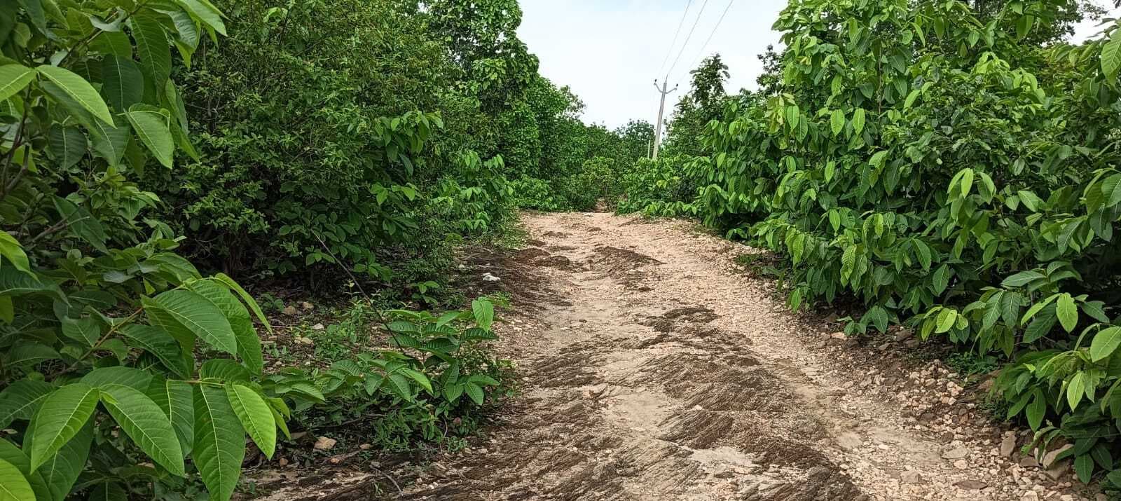 सड़क के अभाव में परेशानी का सामना कर रहे गाढ़ीसांख के लोग