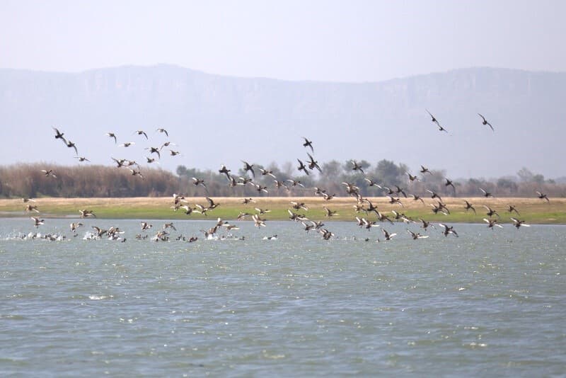 सीयूएसबी के जीवन विज्ञान विभाग ने पांच हजार से अधिक पक्षियों की पहचान की