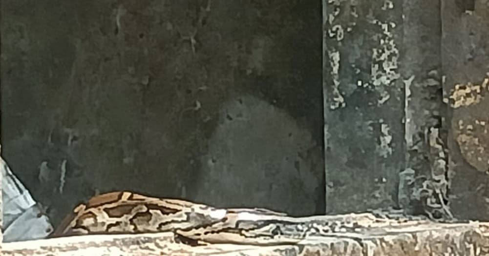 पुरानी भवन में विशालकाय अजगर निकलने से दहशत