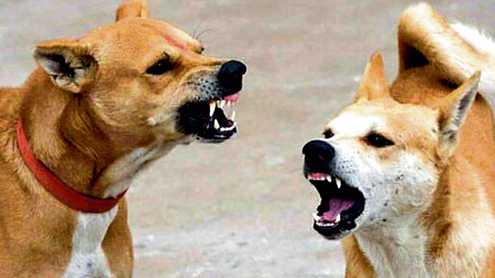 पागल कुत्तों का उत्पात, काटने से कई लोग जख्मी