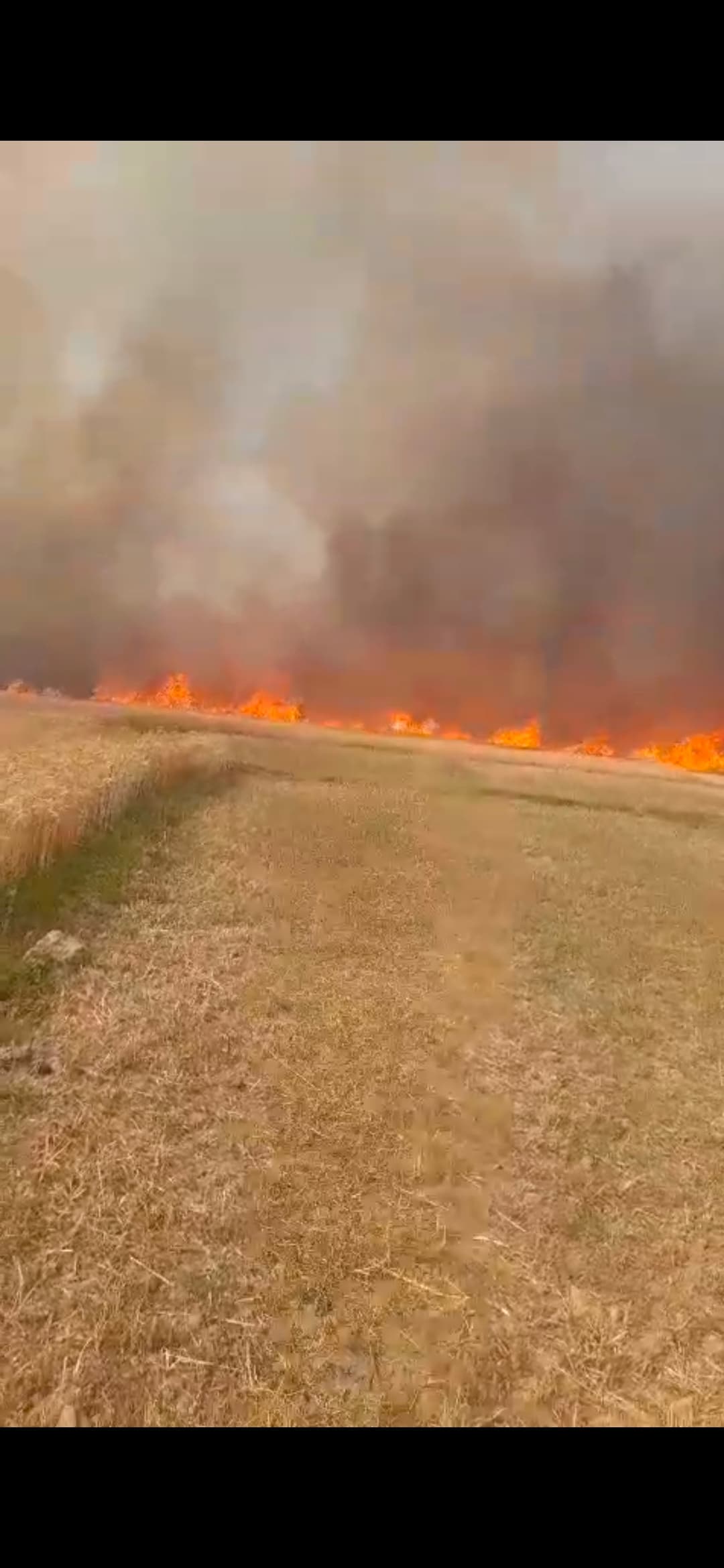 अगलगी की घटना में 40 बिगहा गेहूं की फसल जलकर राख