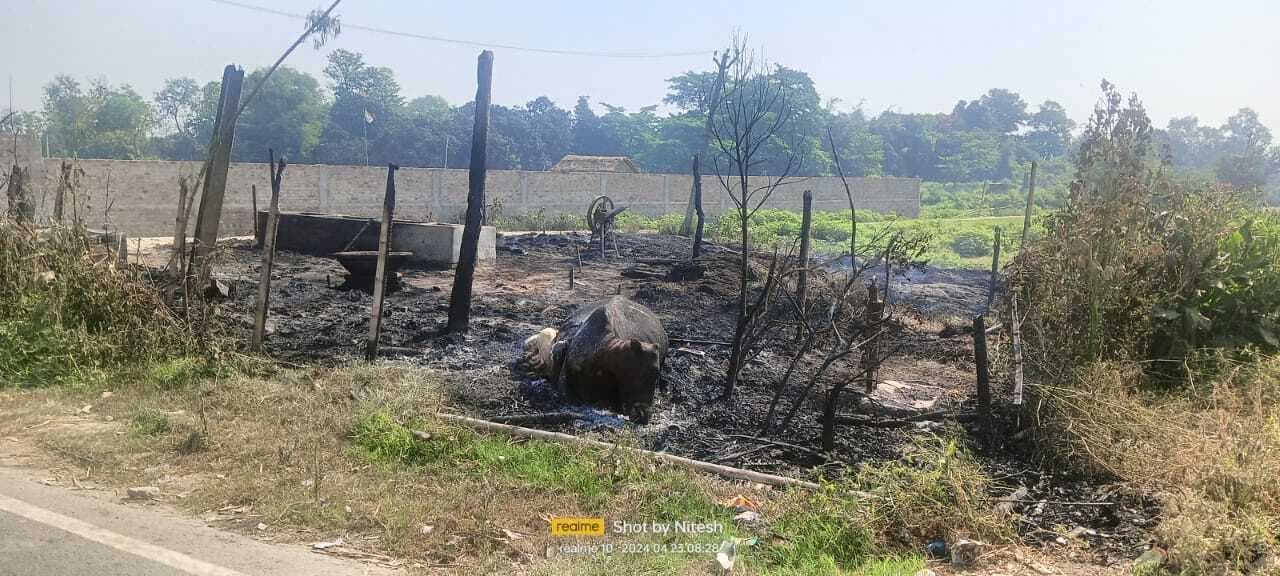 आग से गाय, बछड़ा सहित गौशाला जलकर हुआ खाक . बचाव करने गये गोपालक झुलस कर हुआ जख्मी