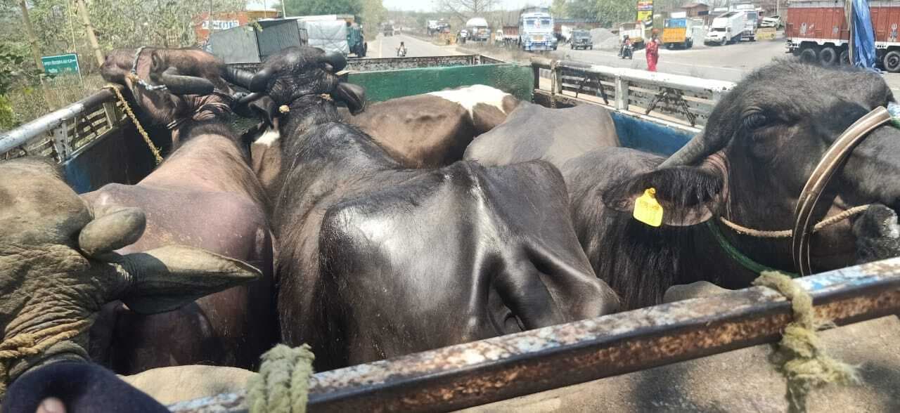 मवेशियों से भरा पिकअप वैन जब्त, दो गिरफ्तार