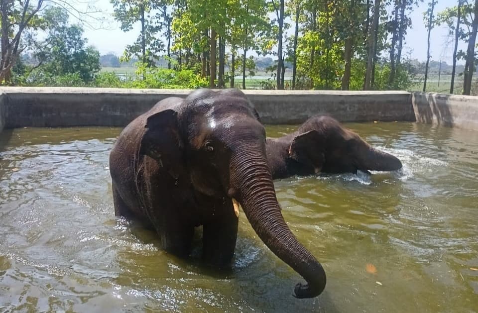 हाथी, हिप्पो और नीलगाय खा रहे हैं तरबूज और खीरा, मिल रहा है ग्लूकोज