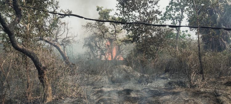 झाड़ियों में लगायी आग, निर्माणाधीन पावर ग्रिड जलने से बचा