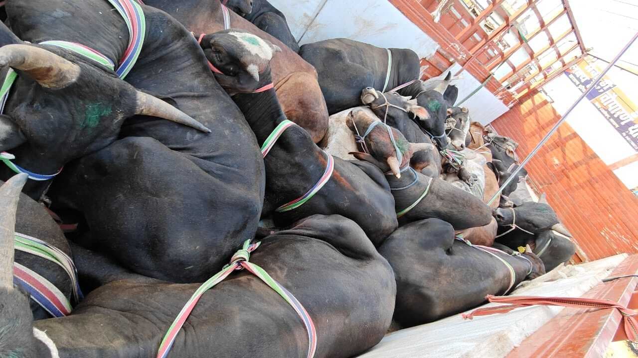 क्रूरतापूर्वक लदा 34 मवेशी जब्त, तीन तस्कर गिरफ्तार