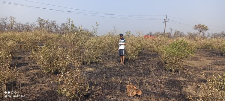 - तीन एकड़ में लगे नींबू के बागान में लगा दी गयी आग, 500 पेड़ जलकर खाक