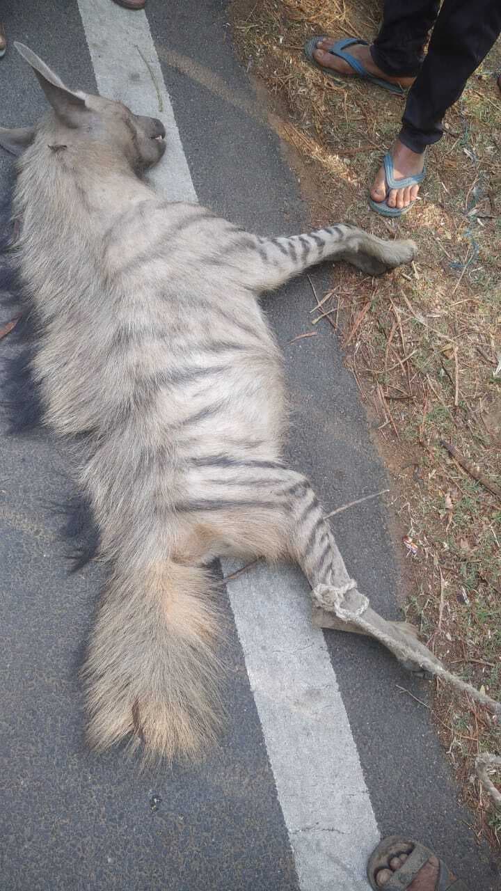 मरहेता पहाड़ी के पास मृत लकड़बग्घा मिला