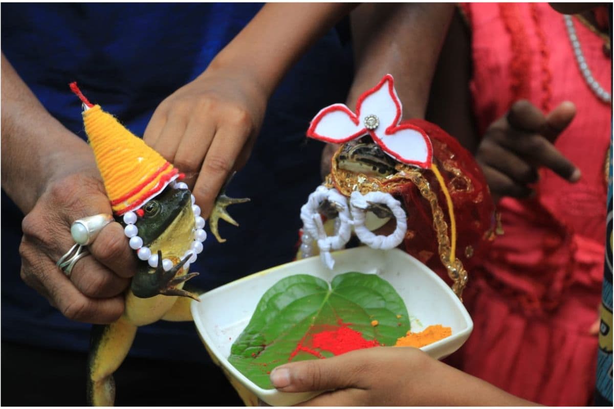 WB News : बारिश की कामना लिए मेंढक मेंढकी की कराई गई शादी, हल्दी के बाद विवाह के मंडप में हुआ सिंदूर दान भी