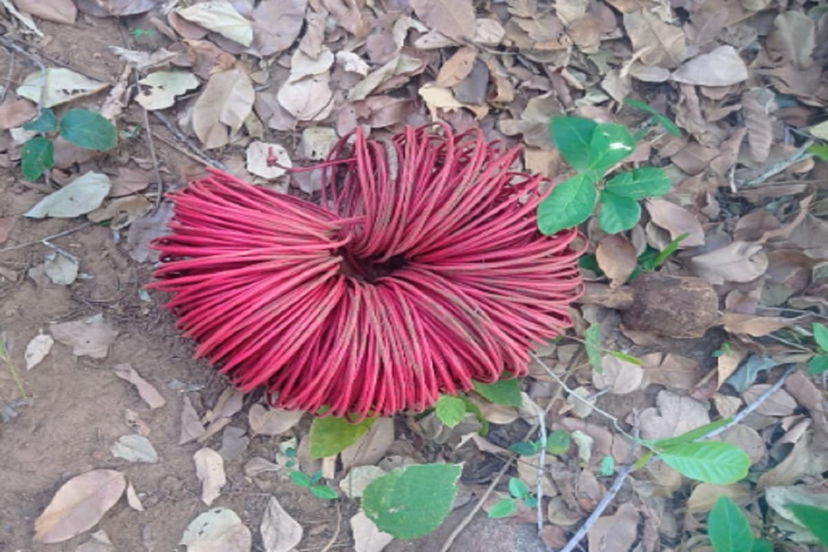 सुरक्षाबलों द्वारा बरामद कोडेक्स वायर
