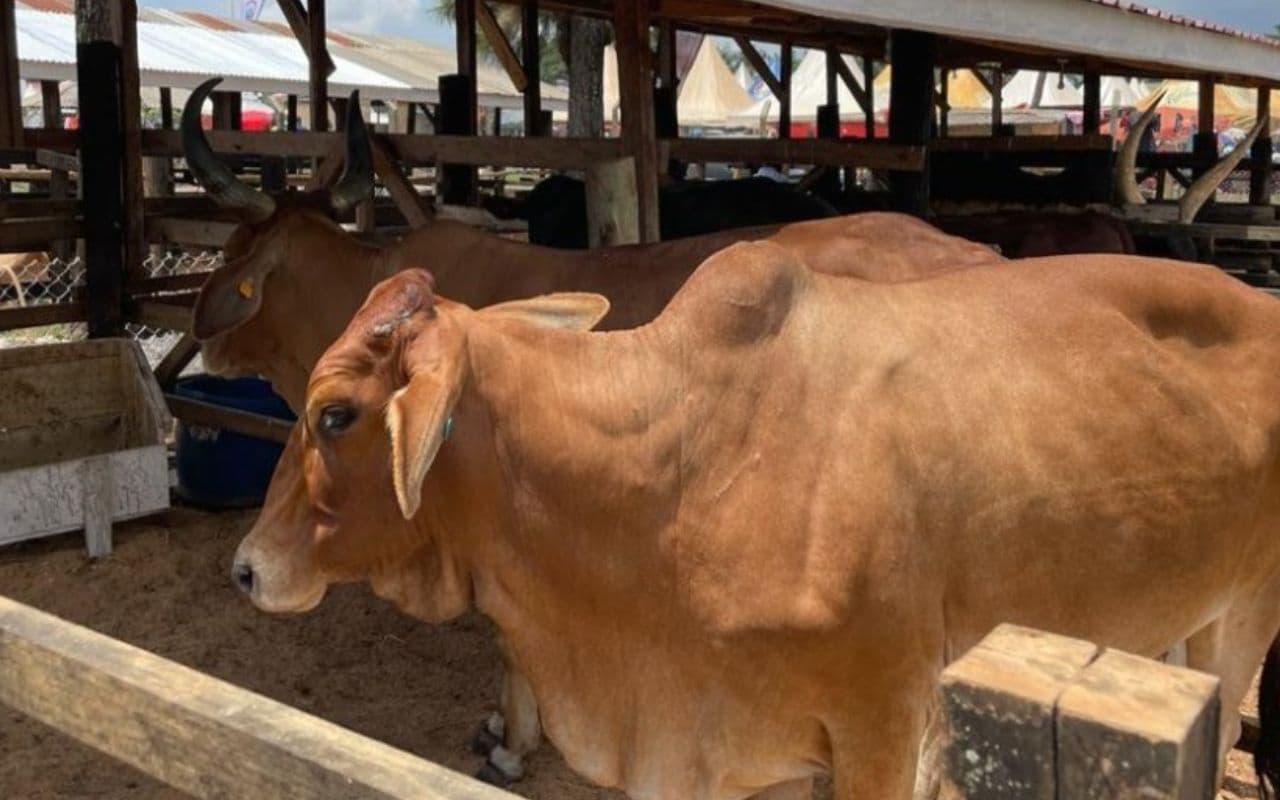 Rashtriya Gokul Mission: झारखंड में राष्ट्रीय गोकुल मिशन से पशुधन विकास को मिला बढ़ावा