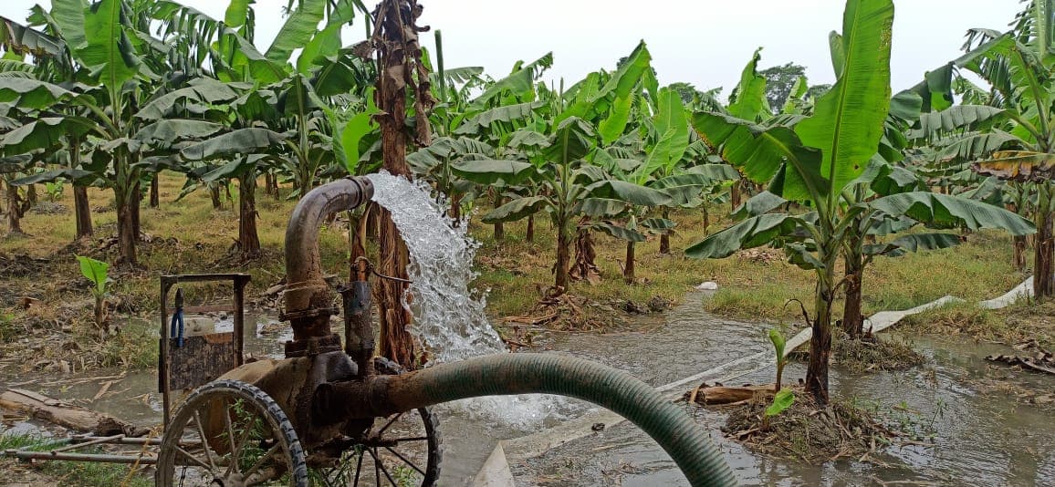 Katihar News : तेज धूप के कारण केला, मखाना व गरमा धान फसल बर्बाद होने की चिंता