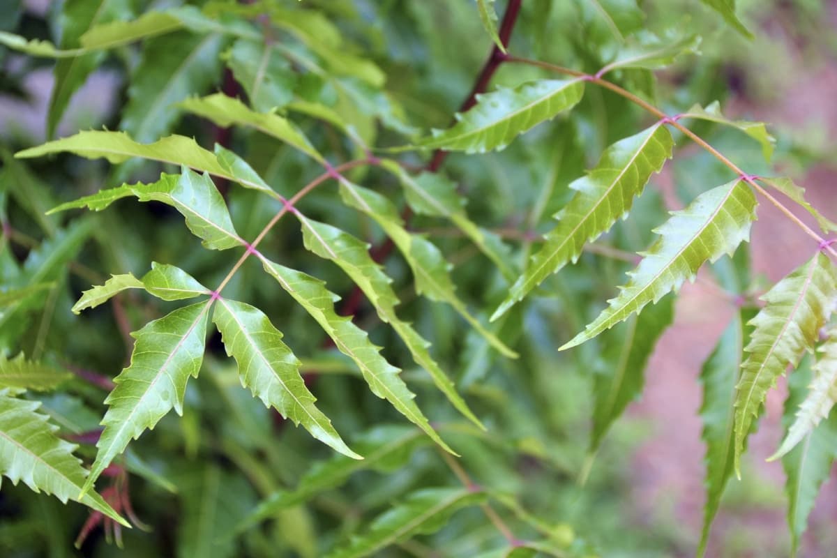 Gardening Tips: बगीचे के पौधों का रखना चाहते हैं ख्याल? नीम की पत्तियों का इस तरह करें इस्तेमाल