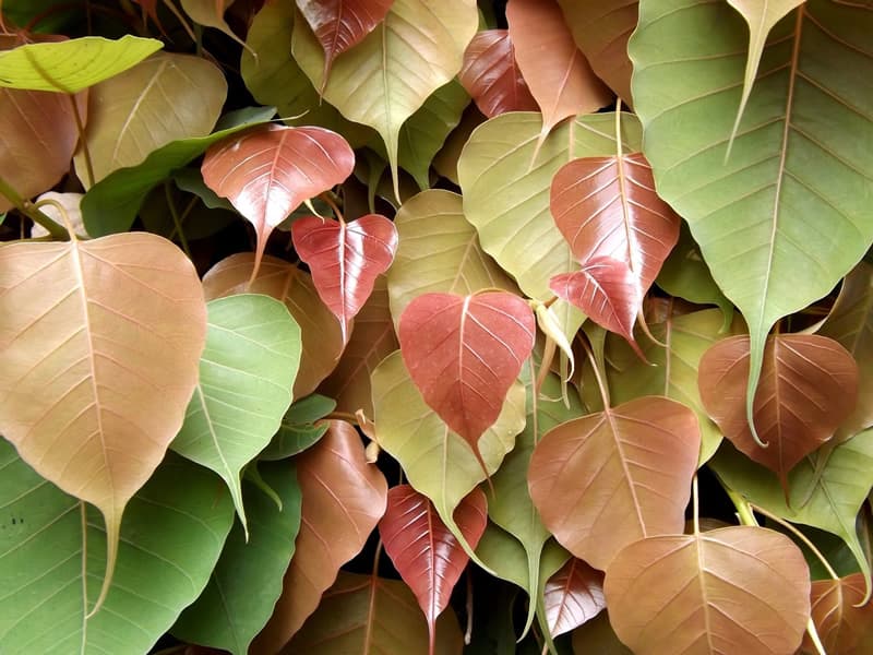 Peepal Tree Benefits: इस पेड़ में है ब्रह्मा, विष्णु और शिव का वास, औषधिय गुणों का हैं खजाना