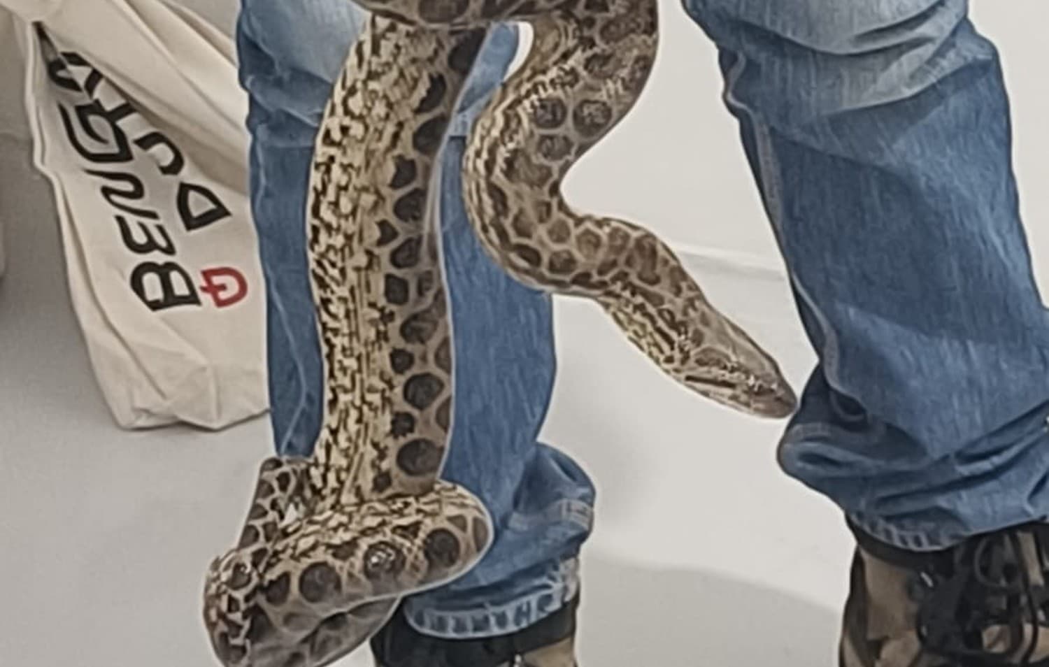 Snakes in Plane: 10 एनाकोंडा लेकर विमान से आया शख्स, सीमा शुल्क विभाग ने दबोचा, देखें तस्वीर