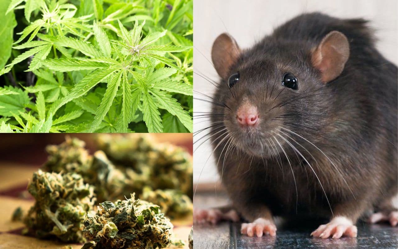 मालखाने में रखे भांग-गांजा खा गए झारखंड के चूहे! राजगंज की पुलिस ने कोर्ट में क्या कहा, आप भी पढ़ें