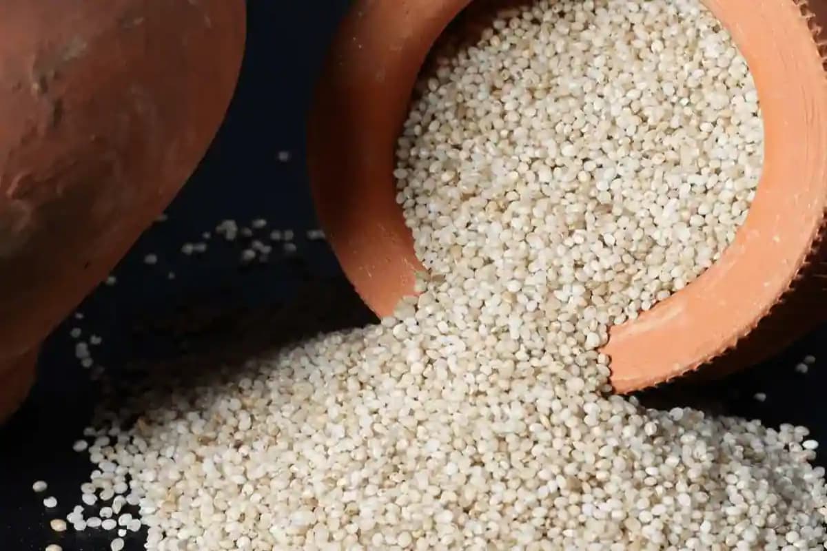 क्या आपने कभी खाया है समक चावल? यहां पाएं इससे जुड़ी हर जानकारी