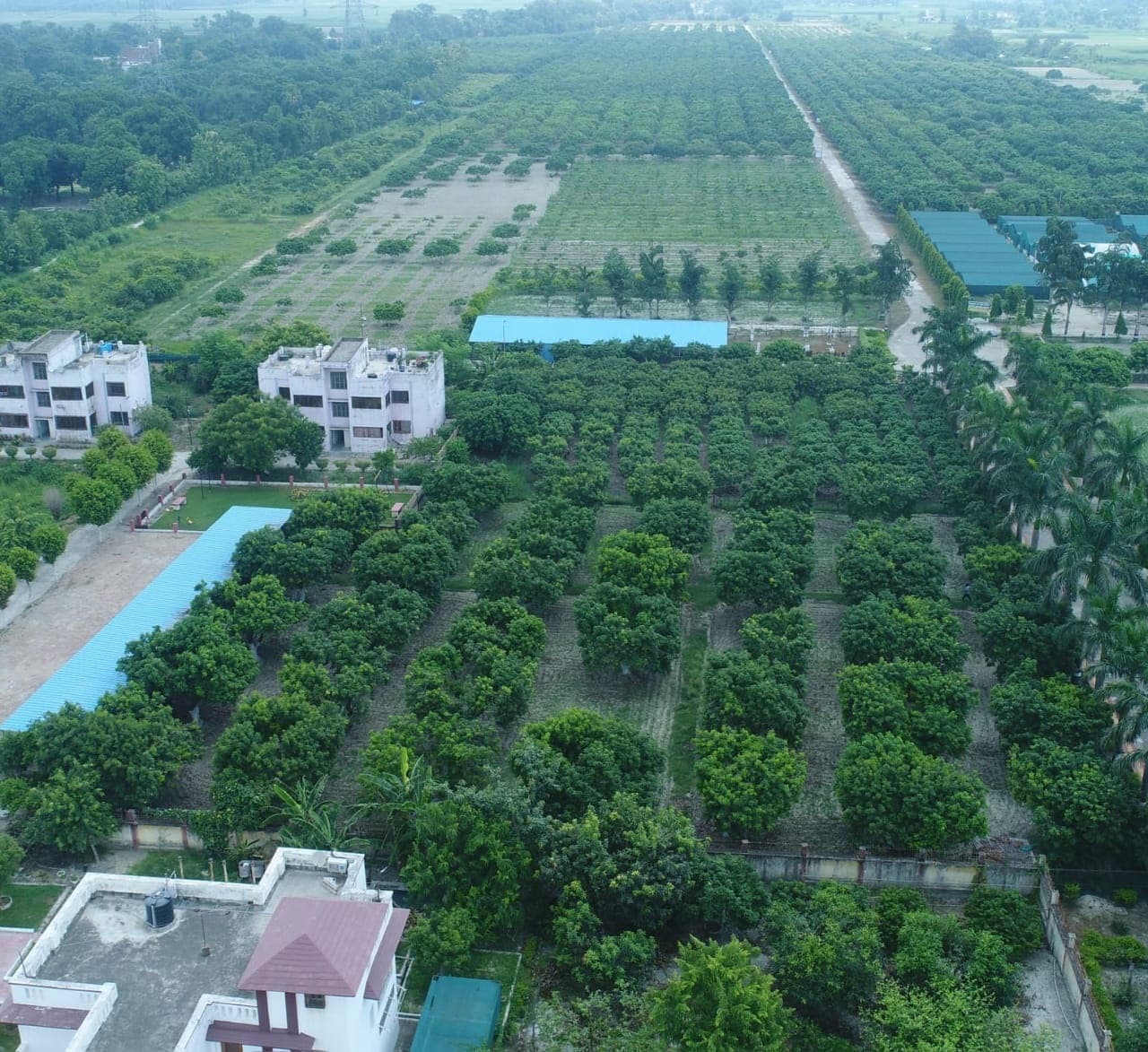 मौसम बना दुश्मन! मुजफ्फरपुर की शाही लीची के लिए इस बार चुकानी पड़ सकती है ज्यादा कीमत