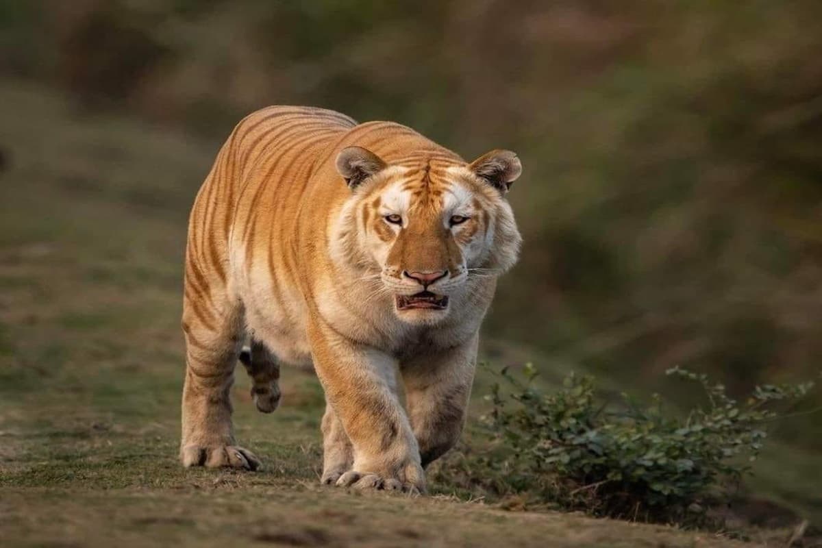 Viral Video: घने जंगल में पति से इस कदर न लड़ती तो बच जाती जान