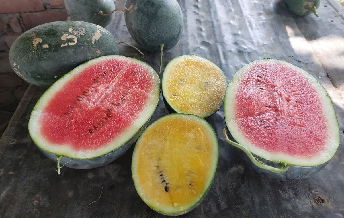 Bhagalpur News : अब लाल ही नहीं, पीले तरबूज का भी उठाएं लुत्फ