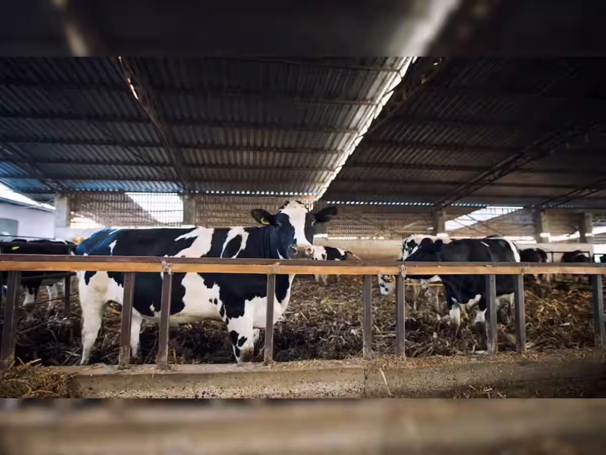 भागलपुर में भीषण गर्मी के कारण दुधारू गायों ने कम किया दूध देना, जानिए दूध की कीमत कितनी बढ़ी