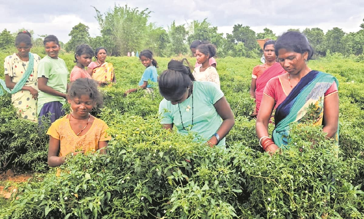 Banka News : बेरोजगारी में चुना खेती का रास्ता, आज कई हाथों को दे रहे काम