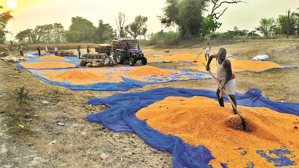 Supaul News : किसानों के लिए वरदान साबित हो रहा पीला सोना