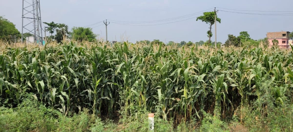 Katihar news : धान-गेहूं के साथ मोटे अनाज उपजाएंगे किसान, विभाग दे रहा बढ़ावा