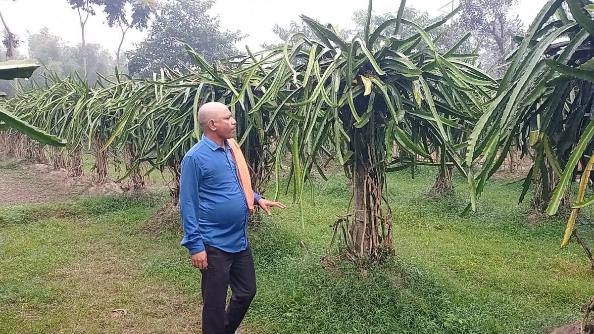 Katihar news : ड्रैगन फ्रूट की खेती कर किसान हो रहे समृद्ध