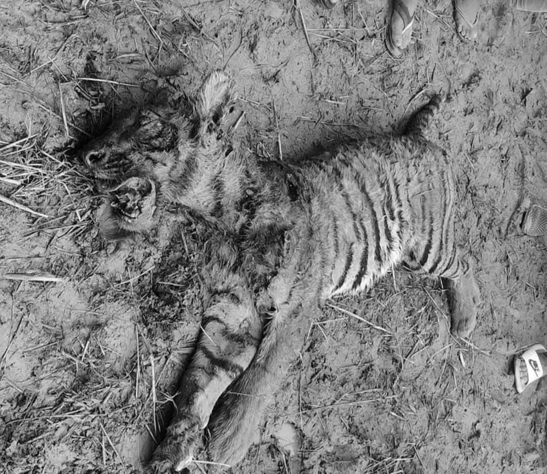 रक्सौल में गुस्साये ग्रामीणों ने बाघ को मार डाला, किसान पर हमले से थे नाराज