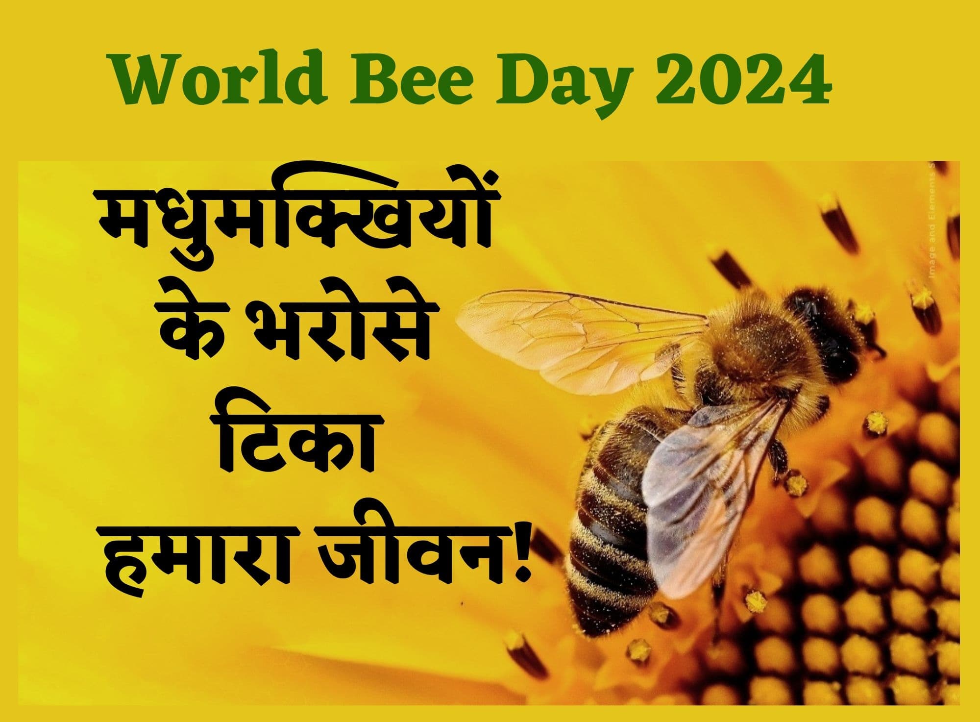 World Bee Day: मधुमक्खियों के बिना खत्म हो सकती है ये दुनिया, आखिर क्यों इतनी जरूरी हैं मधुमक्खियां