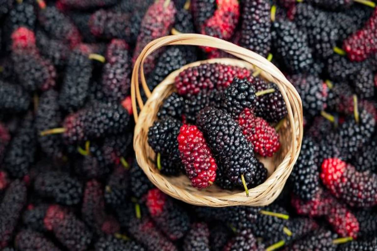 Benefits Of Mulberry: गर्मियों में रोज खाएं शहतूत, सेहत को मिलेंगे ये फायदे