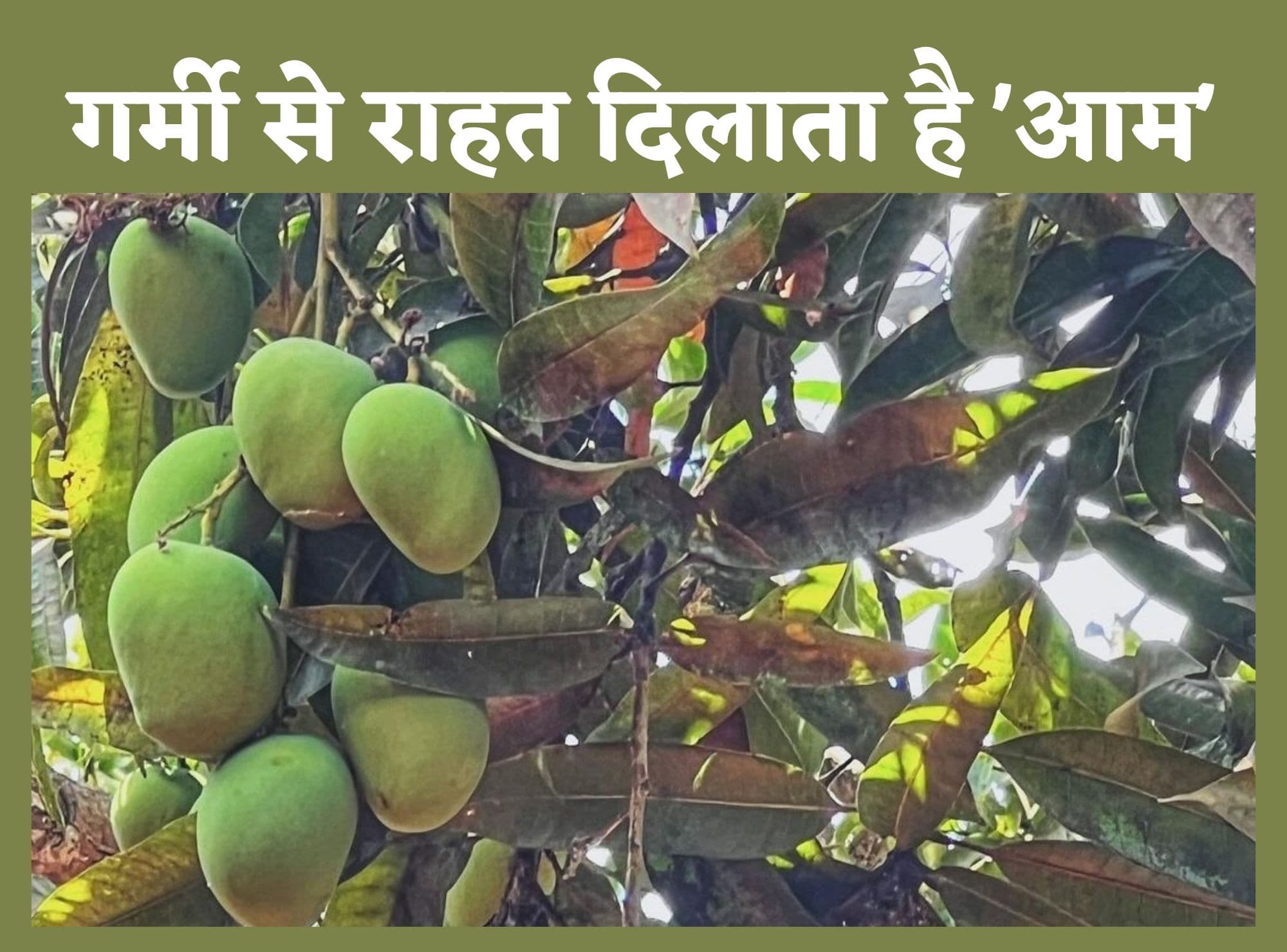 Mango Benefits: गर्मी से राहत दिलाता है फलों का राजा आम, मधुमेह के मरीज ले सकते हैं कच्चे आम का स्वाद