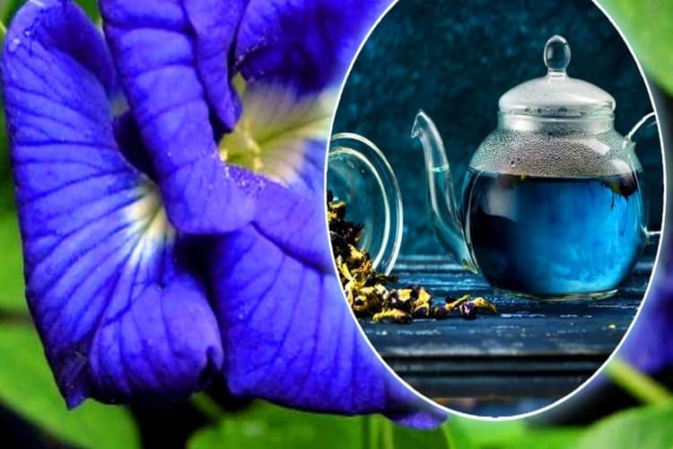 Blue Tea: ब्लू टी कैसे बनाई जाती है? जानिए ब्लू टी पीने के 4 फायदे