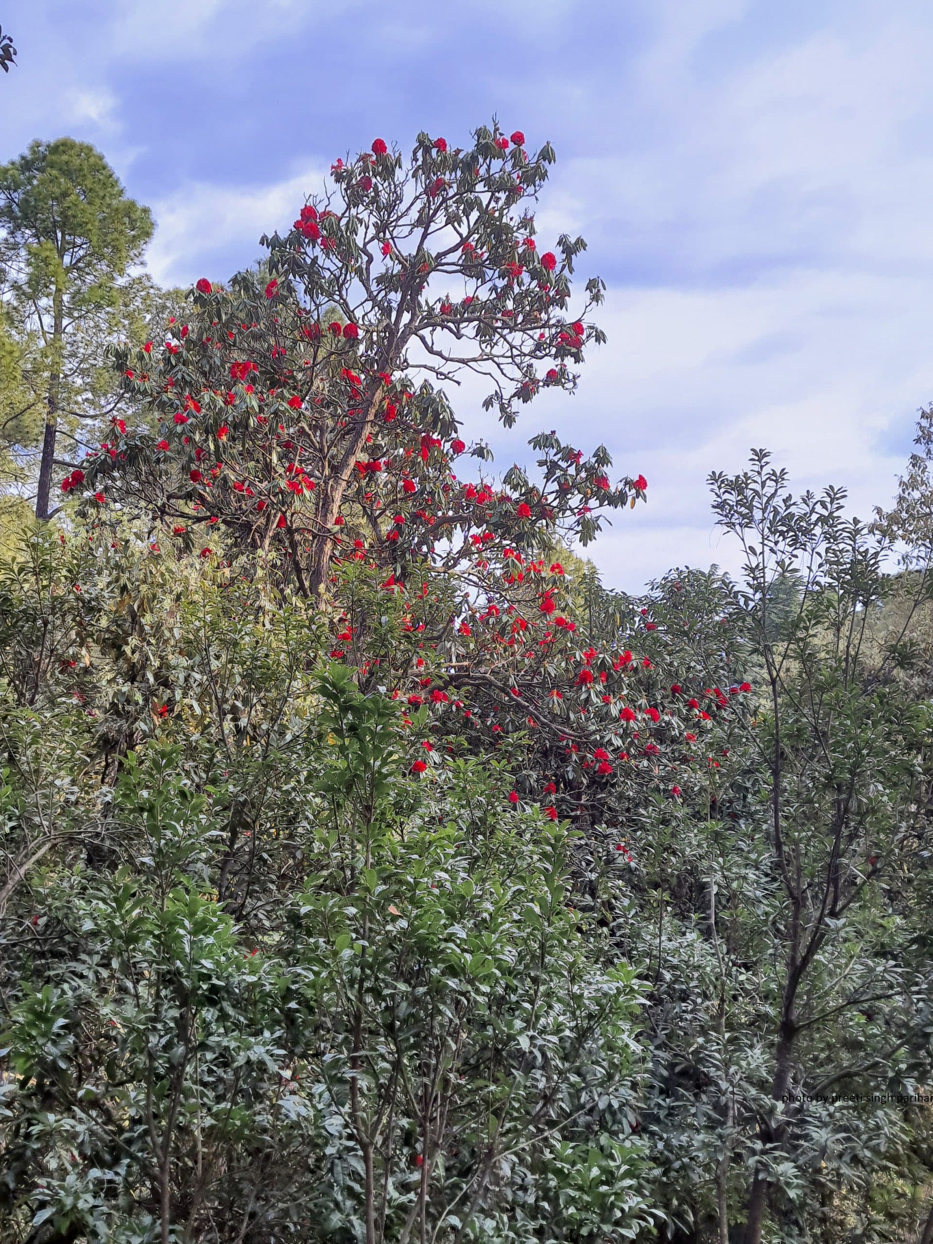 Benefits of Buransh Flower : गर्मियों में पिएं बुरांश का शरबत, सेहत को होंगे कई फायदे