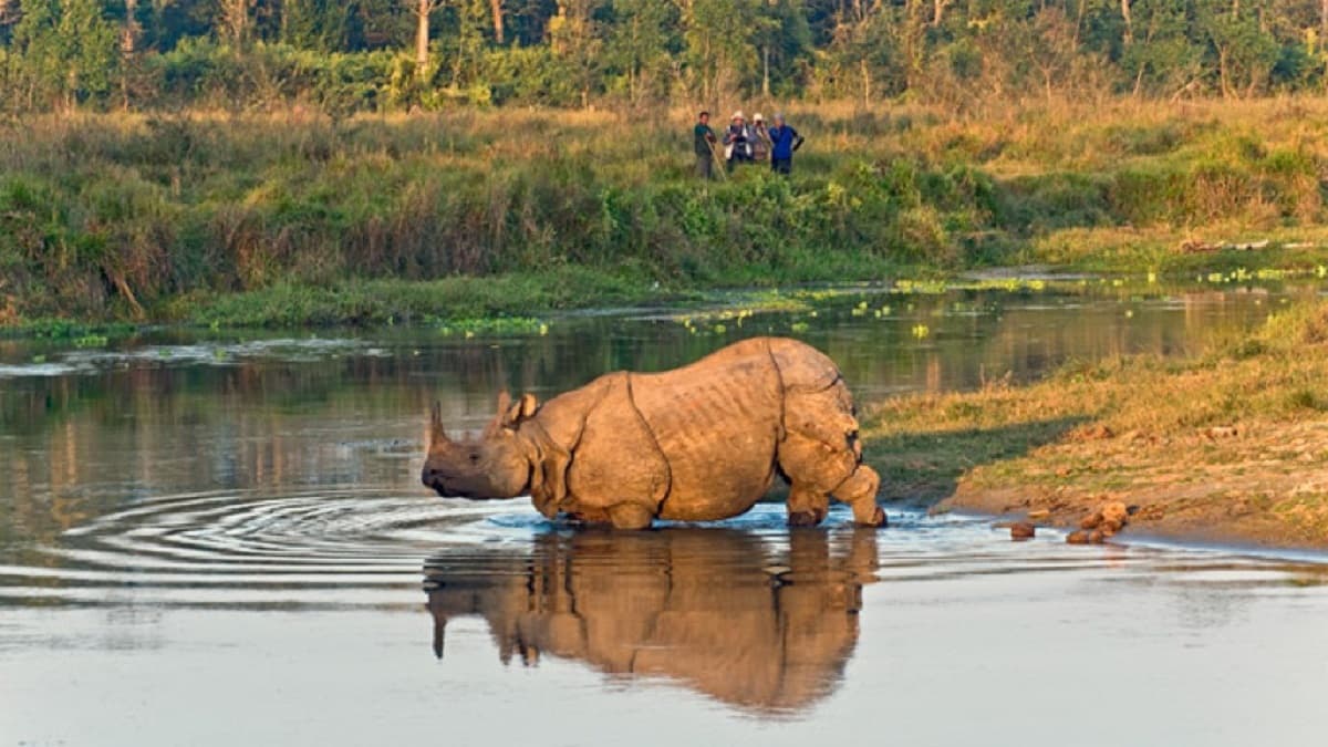 Chitwan National Park of Nepal : रॉयल बंगाल टाइगर और एक सींग वाले एशियाई गैंडे को देखने चलेंगे क्या?
