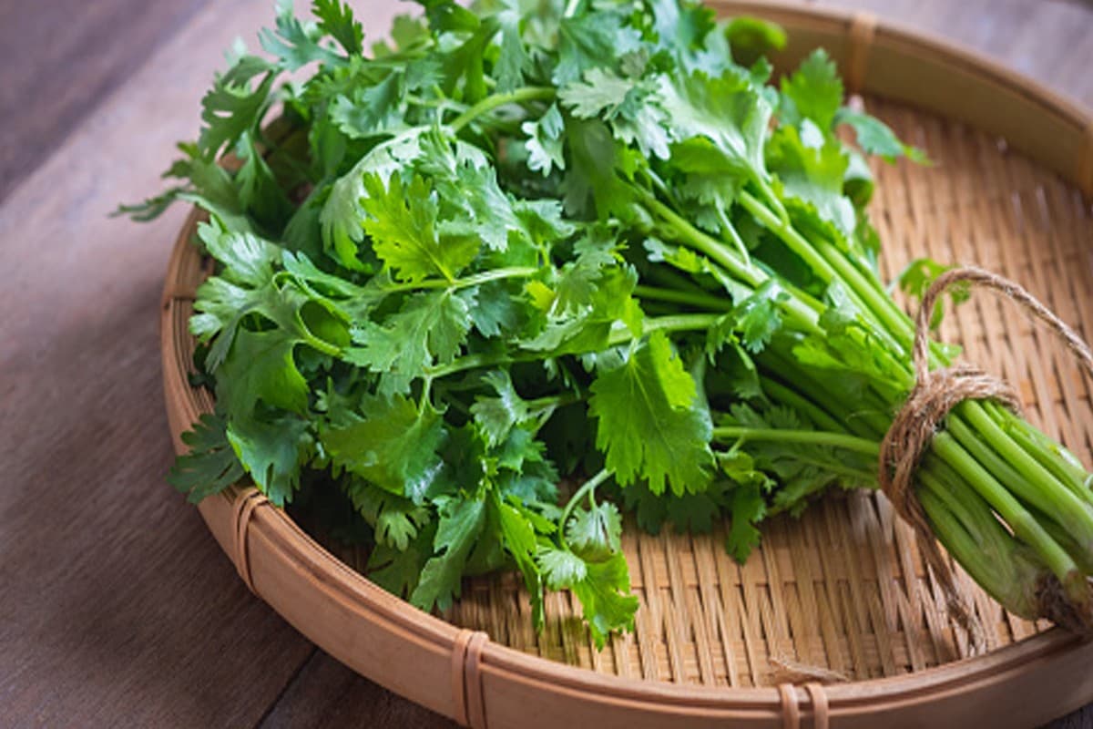Coriander Leaves Benefits: हरी धनिया की पत्तियां खाने के फायदे जान हो जाएंगे हैरान
