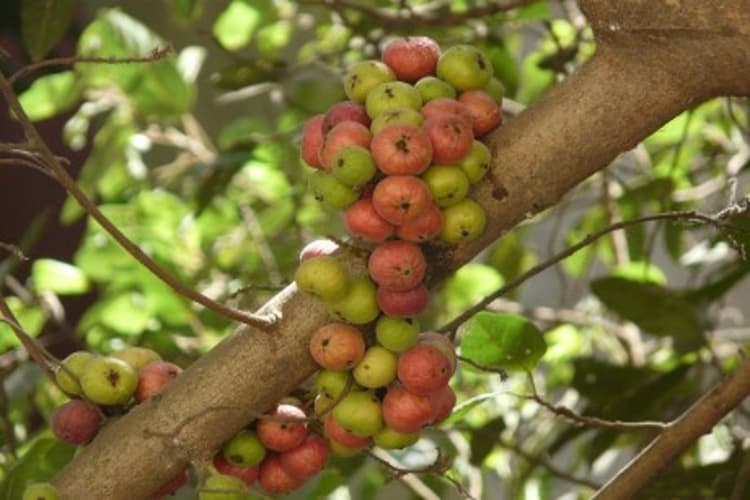 Gular Benefits: गूलर के चमत्कारी फायदे जान रह जाएंगे हैरान