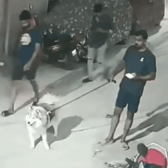 1.3 लाख रुपये के कुत्ते व उसके मालिकों को क्यों इतनी बुरी तरह पीटा? वीडियो वायरल