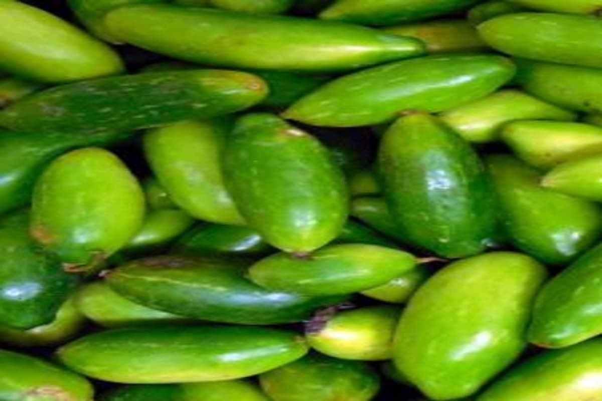 Benefits Of Eating Kundru : गर्मियों में सूपरफूड से कम नहीं है कुंदरू, जानिए सेहत से जुड़े इसके फायदे
