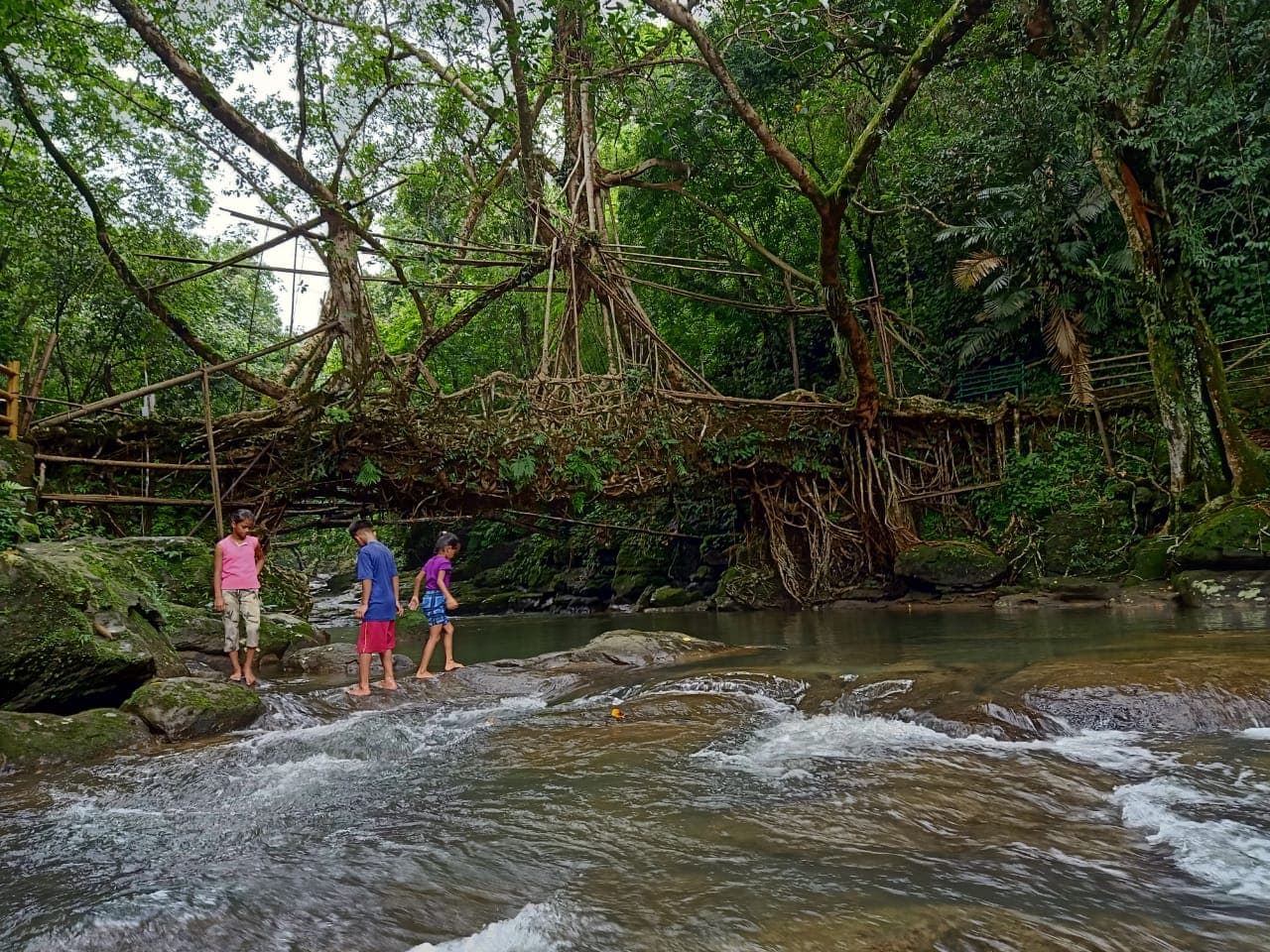 Travel : Meghalaya Tourism : मानव निर्मित अद्भुत चमत्कार हैं मेघालय के 'Living Root Bridges', स्थानीय निवासियों के लिए हैं बेहद महत्वपूर्ण