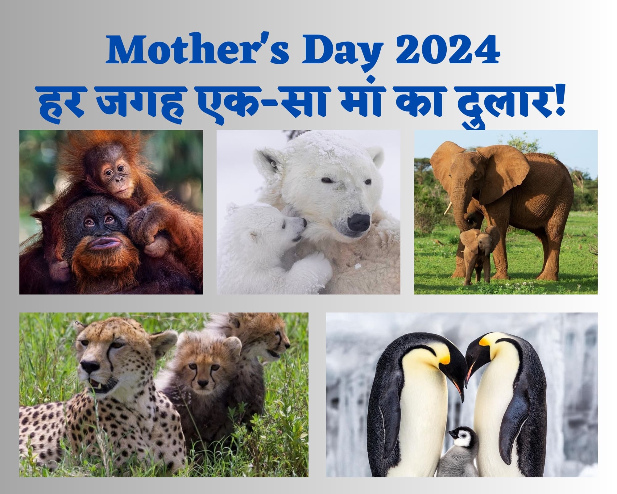 Mother's Day: जानवरों में भी अनमोल है मां का दुलार