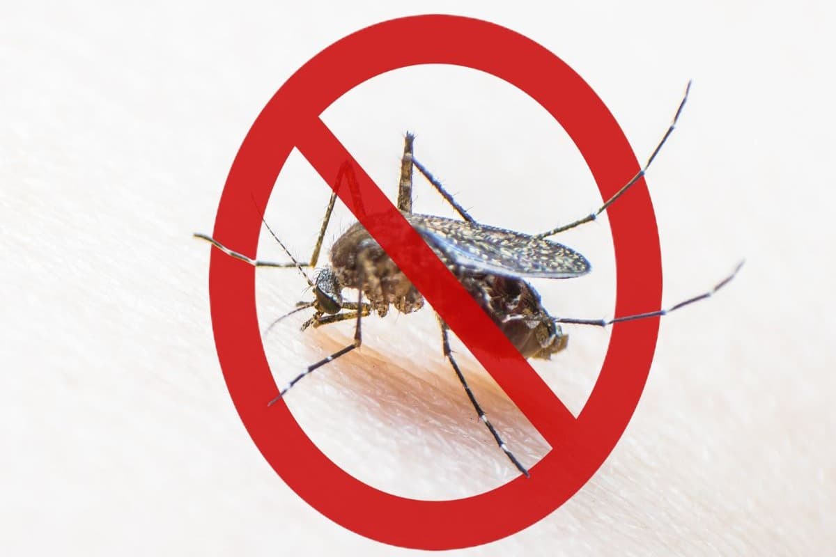 National Dengue Day 2024: नेशनल डेंगू दिवस आज, जानिए इतिहास, थीम और महत्व